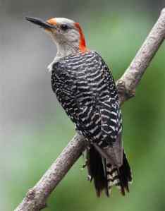 red-bellied-woodpecker-portrait